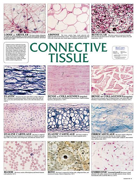 Connective Tissue Types