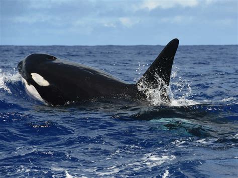 Scientist witness killer whales attacking blue whale for the first time ...