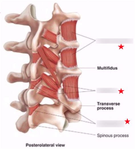 Deep Epaxials Diagram | Quizlet