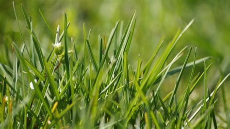 grass -Macro photography wallpaper Preview | 10wallpaper.com