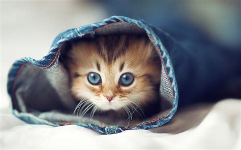 Cute Animal Wallpapers for Desktop (54+ images)