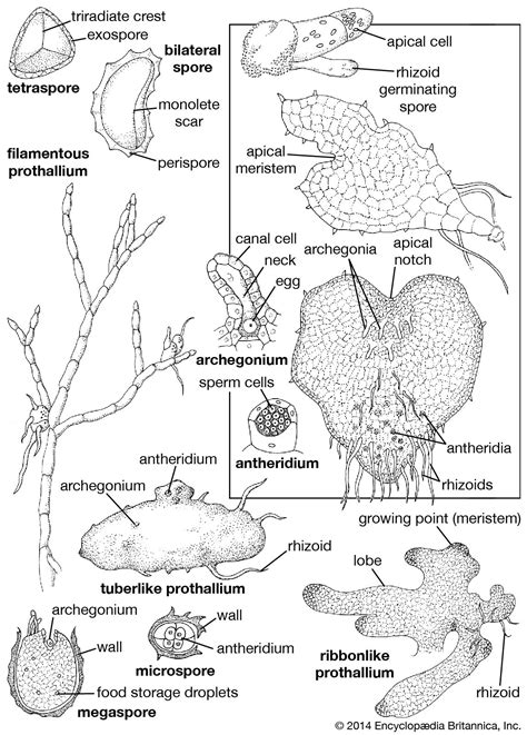 Megaspore | plant anatomy | Britannica