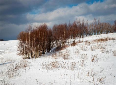 Birch trees in snow 2175111 Stock Photo at Vecteezy