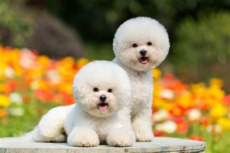 Bichon Frise Dog Breed Information & Characteristics