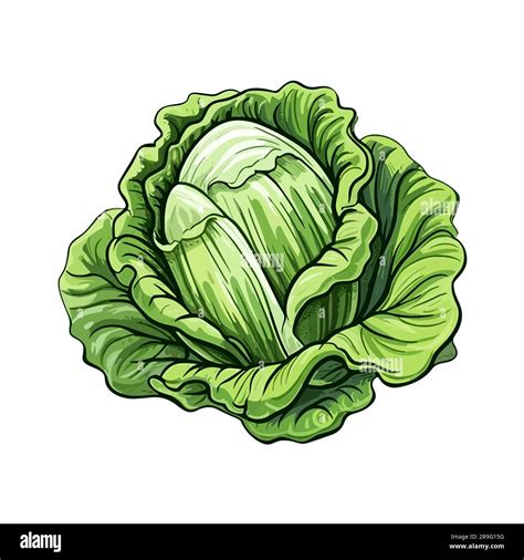 Dibujo De Lechuga