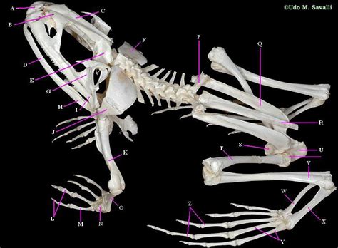 Frog Skeletal Anatomy - ProProfs Quiz