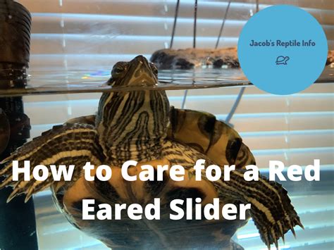 Red Eared Slider Tank Setup - Jacob's Reptile Info