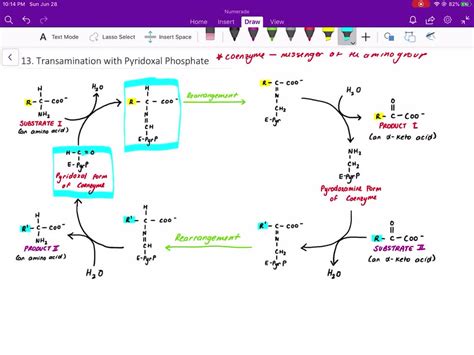 SOLVED:Draw the mechanism of transamination with pyridoxal phosphate.