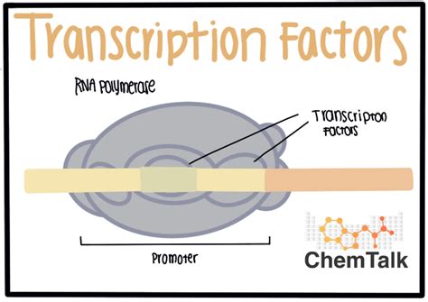 Transcription Factors | ChemTalk