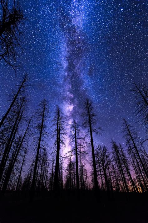 Mobile HD Wallpapers NIGHT SKY START FOREST MILKYWAY