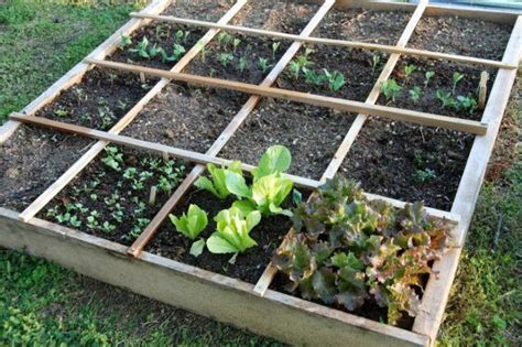 Vegetable Garden Layout - Rows, Square Foot Or Wild?