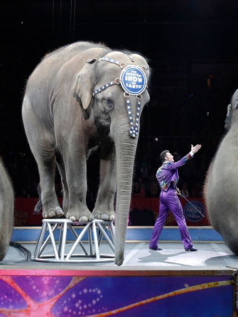 Circus Elephant Painting