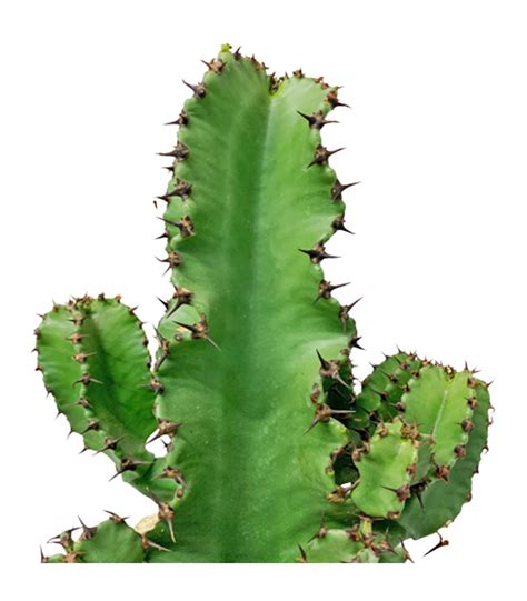 Candelabra Cactus (Euphorbia Eritrea)