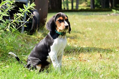 Treeing Walker Coonhound Puppies For Sale In California