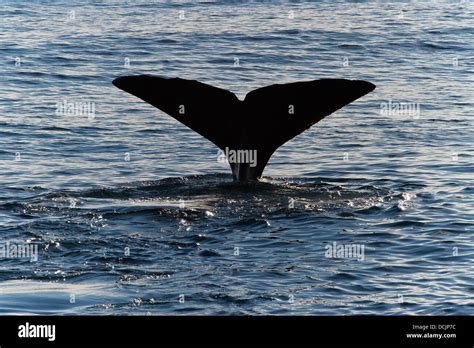 Sperm whale diving Stock Photo - Alamy