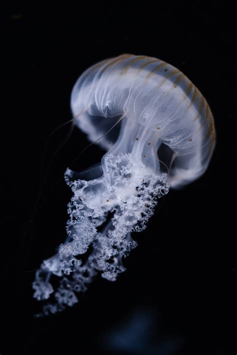 Jellyfish Chrysaora Pacifica Free Stock Photo | picjumbo