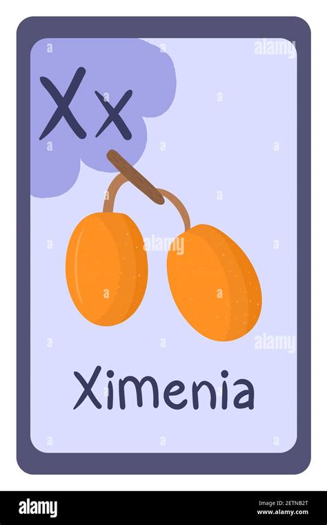 Colorful abc education flash card, Letter X - ximenia, orange fruit ...