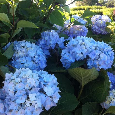 Hydrangea macrophylla Endless Summer® ('Bailmer') (PP15298) from NVK ...