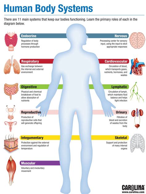 11 Organ Systems Of The Human Body Diagram