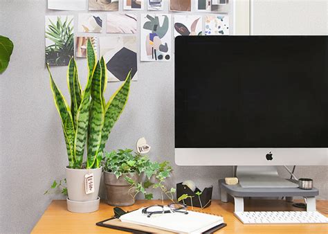 26 Best Office Desk Plants That Don't Need Space