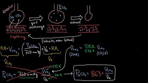 Alveolar Ventilation - How Your Lungs Exchange Oxygen and Carbon Dioxide