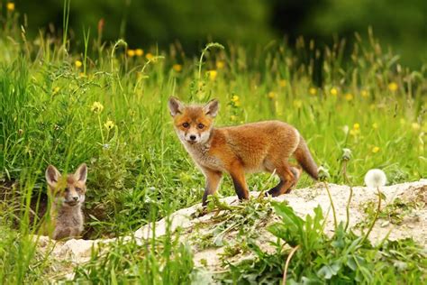 Fox Dens | All You Need To Know - All Things Foxes