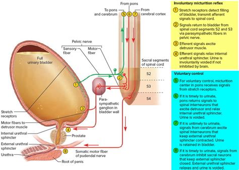 Bladder Spasms - Causes, Diagnosis, Symptoms & Medicine & Treatment