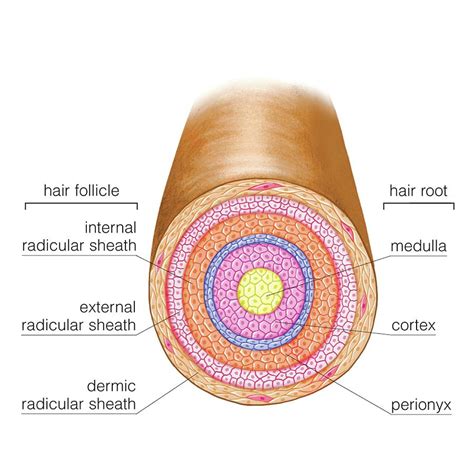 Hair Follicle Anatomy Diagram