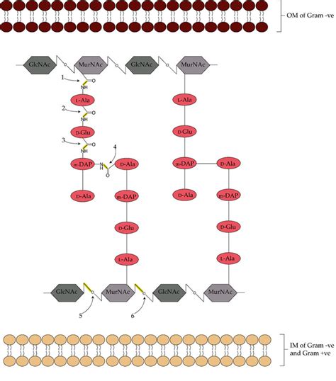 Bacterial Cell Wall Structure