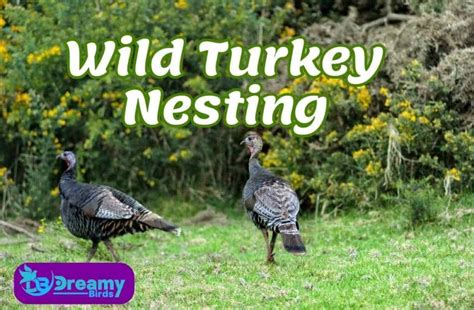 Wild Turkey Nesting: Lessons in Adaptation and Survival