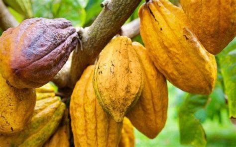 Ghana Cocoa Board, African Development Bank and financial partners ...