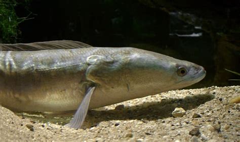 Giant Snakehead Fish - US Invasive Species - Soapboxie