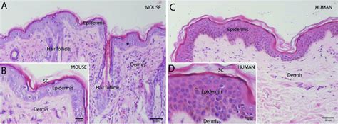 Structural comparisons between mouse and human skin. Histology of the ...