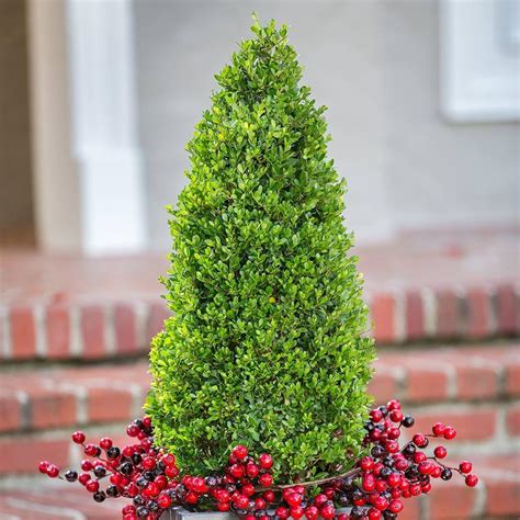 9.25 in. Pot - Compacta Japanese Holly(Ilex), Evergreen Shrub - Pyramid ...