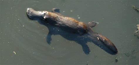 Giant platypus fossil unearthed - Unexplained Mysteries