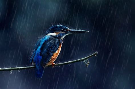 Do Birds Fly In The Rain? - Birdwatching Buzz