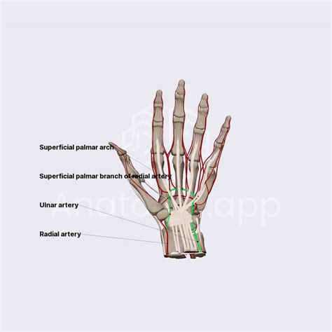 Superficial palmar arch | Arteries of the upper limb | Upper Extremity ...