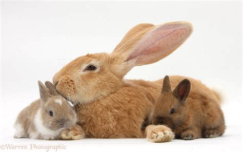 Flemish Giant Rabbit and baby rabbits photo WP31946