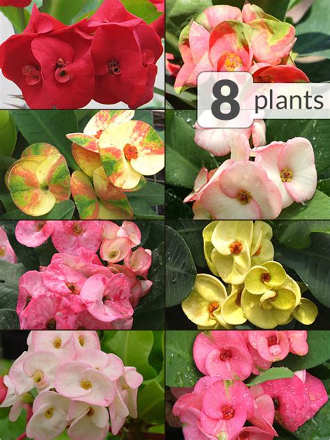 8 Plant Crown of Thorns Patio Mix – Kens-Nursery