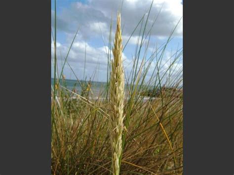 APHOTOMARINE - Ammophila arenaria - Marram Grass (Marine Plant Images)