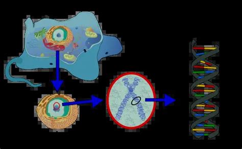 What are Chromosomes? Relationship with DNA, Location and Structure