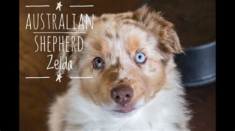 58 HQ Pictures Mini Australian Shepherd Puppies Ohio / Northridge ...