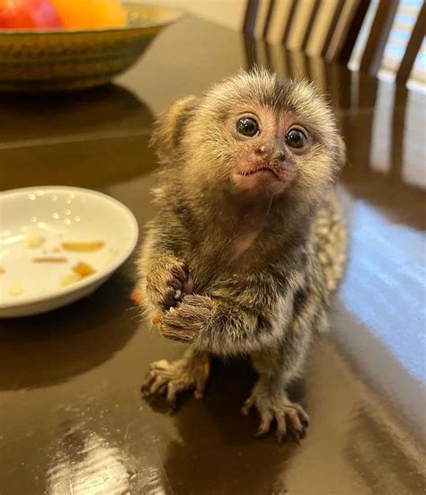 Finger Monkey: The Smallest Pet Monkey You Can Own