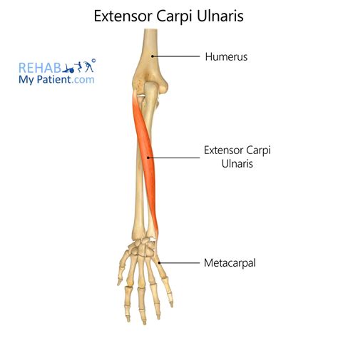 Extensor Carpi Ulnaris | Rehab My Patient