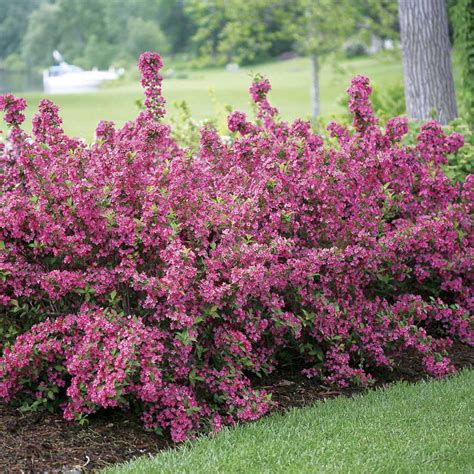 21 Low Maintenance Shrubs Anyone Can Grow | Gardenoid