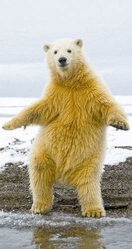 Polar Bear GIFs - Find & Share on GIPHY