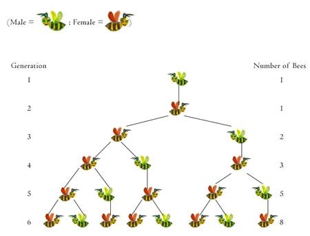 Activities - Fibonacci Numbers