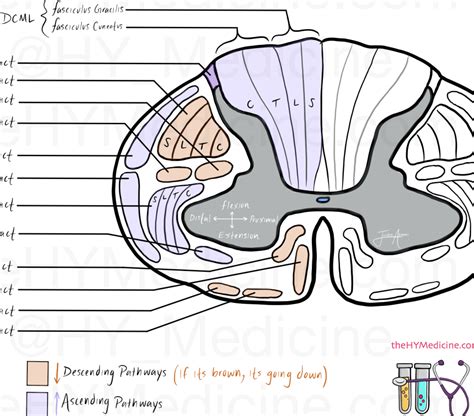 Spinal cord cross-section | Study schedule, Medicine studies, Step exam