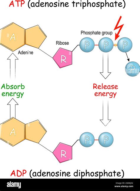 Atp Synthesis Diagram