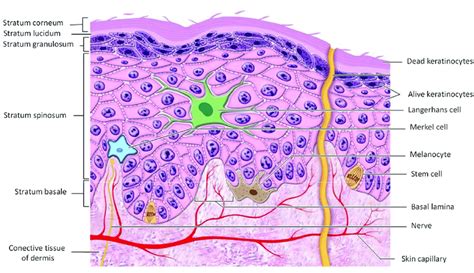 Epidermis Cell Types